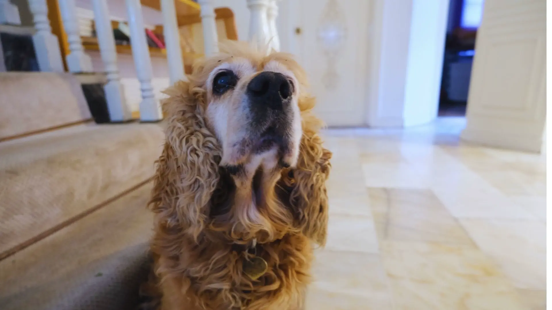Guest with pet at Özkavak Hotel